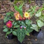 A variety of colorful flowers are displayed in pots, creating a vibrant and eye-catching arrangement.
