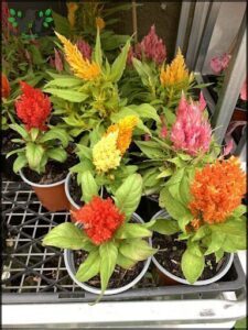 A variety of colorful flowers are displayed in pots, creating a vibrant and lively atmosphere.