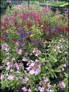 A variety of colorful flowers are displayed in pots, creating a vibrant and lively scene.