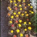 A variety of colorful flowers are displayed in pots, creating a vibrant and lively scene.