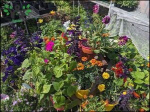 A variety of colorful flowers are displayed in pots, creating a vibrant and lively scene.