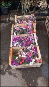 A variety of colorful flowers are displayed in wooden crates, creating an eye-catching and vibrant display.
