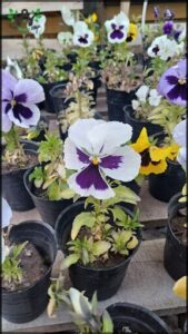 A variety of flowers are displayed in pots, including purple and white flowers.