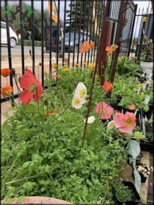A variety of flowers are displayed in pots, including red, white, and yellow flowers.