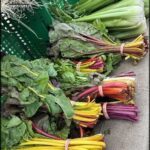 A variety of fresh vegetables, including radishes and lettuce, are displayed in a basket.