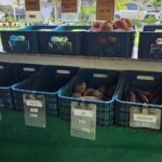 A variety of fruits and vegetables are displayed in plastic containers at a market.