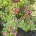 A variety of pink flowers are displayed in a garden shop, with some of them being in pots.