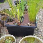 A variety of plants are displayed in a black planter, including a potted plant with a tag.