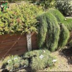 A variety of plants are displayed in a garden, including a large green plant and a small green plant.