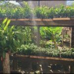 A variety of plants are displayed in a garden, including bananas and other tropical plants.