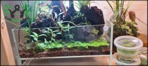A variety of plants are displayed in a glass case, including a fern and a tree.