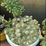 A variety of plants are displayed in a greenhouse, including a large bowl filled with a plant with small white flowers.