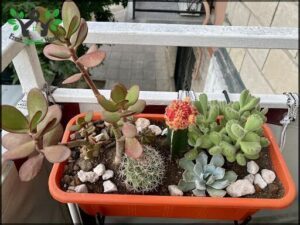 A variety of plants are displayed in a red plastic container, including a cactus and a potted plant.