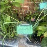 A variety of plants are displayed in a store, with a sign indicating that the plant was $18.95 new.