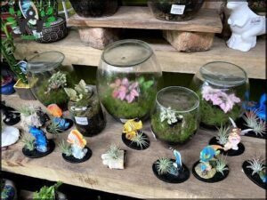 A variety of plants are displayed in glass jars, including a fishbowl with a fish in it.