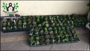 A variety of plants are displayed in green pots, creating a colorful and lively scene.