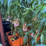 A variety of plants are displayed in orange pots, including a plant with a sticker that says "Banana."
