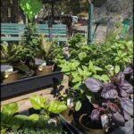 A variety of plants are displayed in pots, including a purple plant with green leaves.