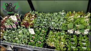A variety of plants are displayed in pots, including lettuce, spinach, and other greens.