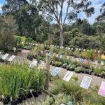A variety of plants are displayed in pots, with some of them being for sale.