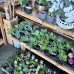A variety of plants are displayed on a shelf, including a potted plant with a tag that says "Bonzai."