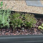 A variety of plants are growing in a garden, including a lavender plant.