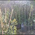 A variety of plants are growing in pots, including a potted plant with a leafy green plant and a potted plant with a leafy green plant and a potted plant with a leafy green plant.