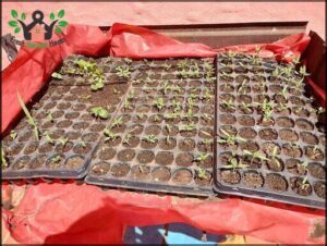 A variety of plants are growing in small pots, with some of them being placed on a red cloth.