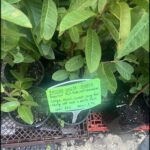 A variety of potted plants are displayed for sale, including a plant labeled "Indian White Gurva."
