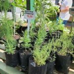 A variety of potted plants are displayed for sale, including a plant with a sign that reads "Alecia Semente."