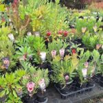 A variety of potted plants are displayed in a garden center, including a mix of flowers and greenery.
