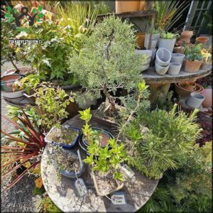 A variety of potted plants are displayed in a garden, including a bonsai tree.