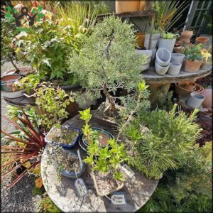 A variety of potted plants are displayed in a garden, including a bonsai tree.