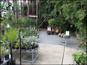 A variety of potted plants are displayed in a garden shop, with some of them placed on a concrete floor.