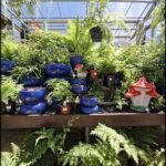 A variety of potted plants are displayed in a greenhouse, including a mushroom plant and a fern plant.