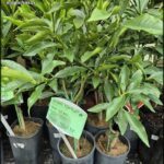 A variety of potted plants are displayed in a nursery, including a small green tree.
