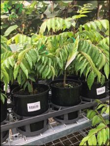 A variety of potted plants are displayed in a nursery, with each plant having a unique identifier tag.