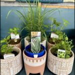 A variety of potted plants are displayed in a room, including a blue pot with a plant in it.