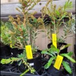 A variety of potted plants are displayed in a room, with some of them being small trees.