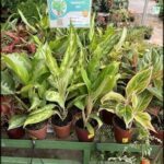 A variety of potted plants are displayed in a store, including a plant with a sign that says "Vera Cruz."
