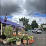 A variety of potted plants are displayed in front of a building, creating an inviting atmosphere.
