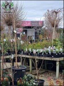 A variety of potted plants are displayed in front of a building, with some of them being for sale.