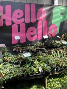 A variety of potted plants are displayed in front of a sign that says "hello".