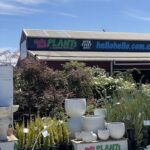 A variety of potted plants are displayed in front of a store, with a sign advertising "Hello Plants" in the background.