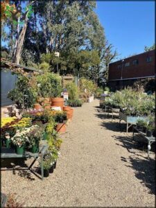 A variety of potted plants are displayed on a dirt road, creating a lively outdoor market atmosphere.