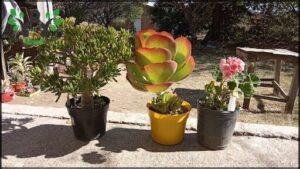 A variety of potted plants are displayed on a sidewalk, including a large cactus plant and a small potted plant.