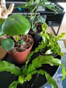 A variety of potted plants are displayed on a table, including a fern plant and a potted tree.