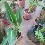 A variety of potted plants are displayed on a table, including a large green leaf plant and a small plant in a brown pot.