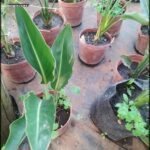 A variety of potted plants are displayed on a table, including a large green plant and a small plant in a brown pot.