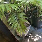 A variety of potted plants are displayed on a table, including a large leafy plant and a smaller plant with a flower.